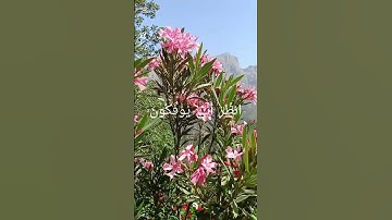 الآية رقم 75 من سورة المائدة بصوت الشيخ القارئ سعد الغامدي #اكسبلور #المصحف #تيك_توك #الرحمن #duet