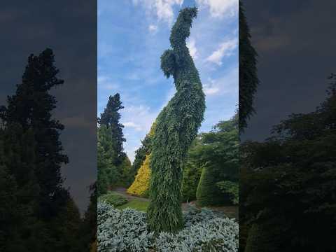 Picea Omorika Pendula Bruns In The Summer Garden Conifer