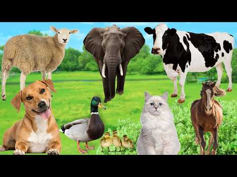 Lovely Animal Moments: Cow, Sheep, Dog, Cat, Chicken, Elephant - Animal Sounds