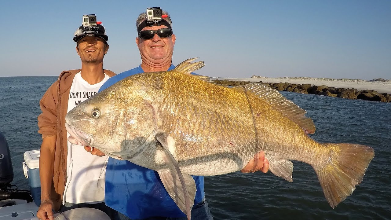 Fishing For Big Ugly's , Giant Black Drum, St. Augustine , Florida