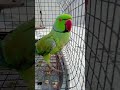 hello 👋🏻🤗 parrot 🦜 family #follow #talkingparot #cutebird #birds #cuteparrot #parrotlover #shorts