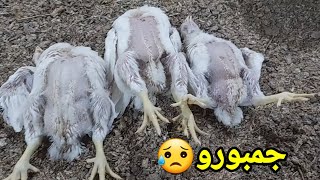 مرض الجمبورو علاماته طرق العلاج والوقائيه