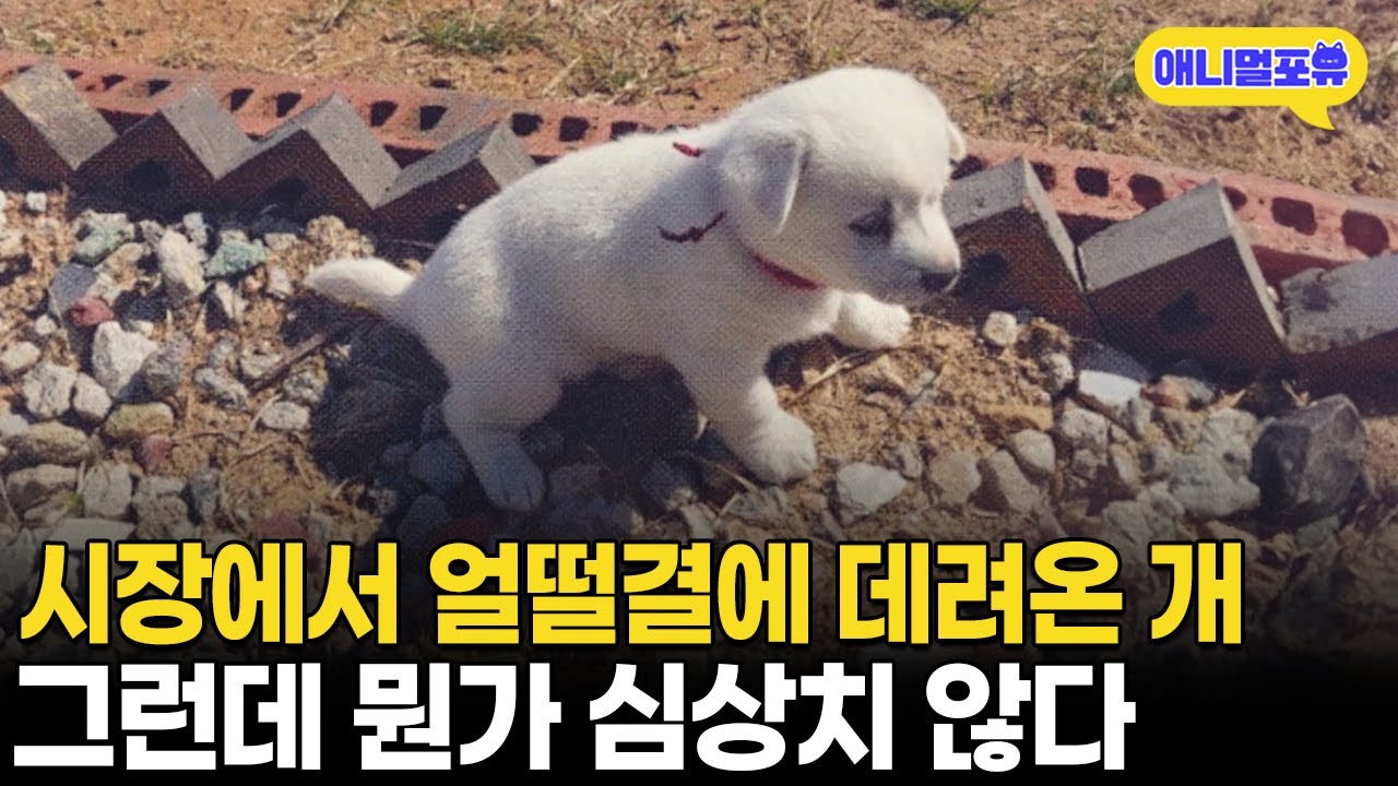 시장 가서 데려온 백구 한 마리, 자고 일어나니 복사가 됐다? I KBS 동물극장 단짝 230429 방송