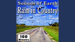 Steady Rain in a Forest with Light Background Bird Chirping (Storm Ambience Sound Effects) - Nature Sounds
