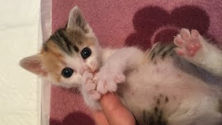 手のひらサイズの仔猫保護から2週間の記録【哺乳瓶でミルク期】