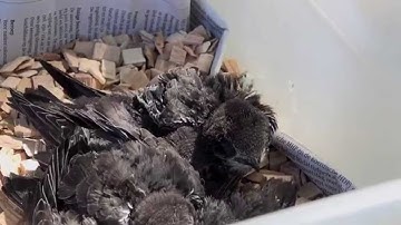 010nu - Vogelopvang redt gebakken gierzwaluwen