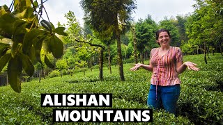 Taiwan ROAD TRIP: Alishan National Park Will Blow You Away! (Taiwan Vlog)