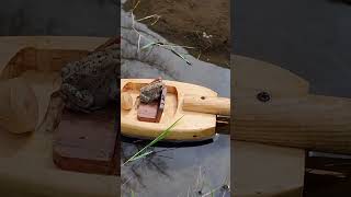 Playing with Nature #wildlife