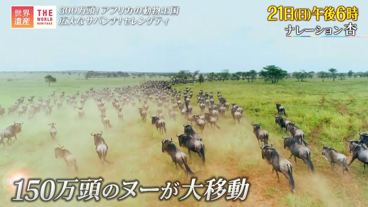 世界遺産 8 21 日 セレンゲティ国立公園 300万頭 アフリカの動物王国 Tbs Youtube