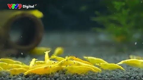 Nuôi tép cảnh | KHÁM PHÁ CUỘC SỐNG | VTV9