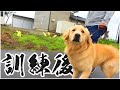 ４ヵ月の訓練を受けたゴールデンレトリバーが帰ってきた！