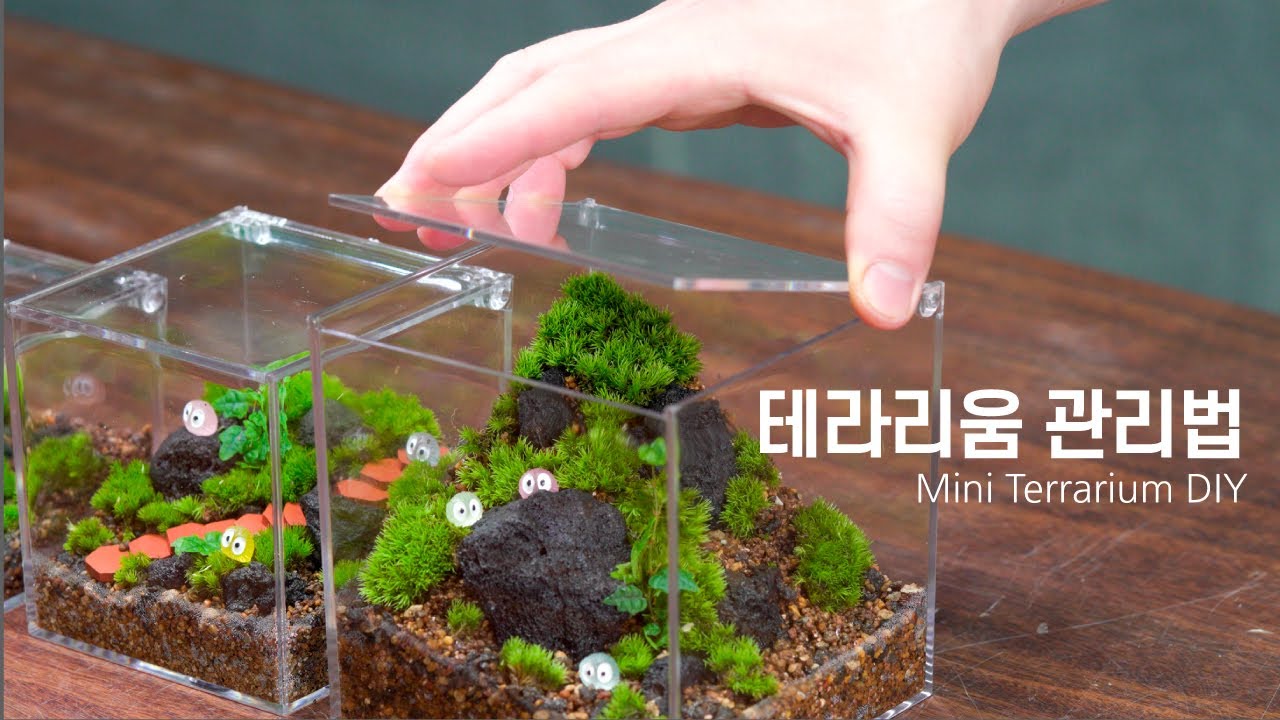 여름만 되면 이끼가 죽어요? 꼭 알아야 할 관리법!ㅣ제주애기모람 테라리움 DIY키트 가이드