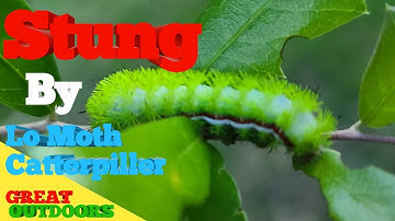 Stung by the LO MOTH CATTERPILLER