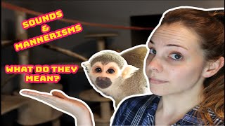 Baby Squirrel Monkey oLLie Sound & Mannerism Meanings