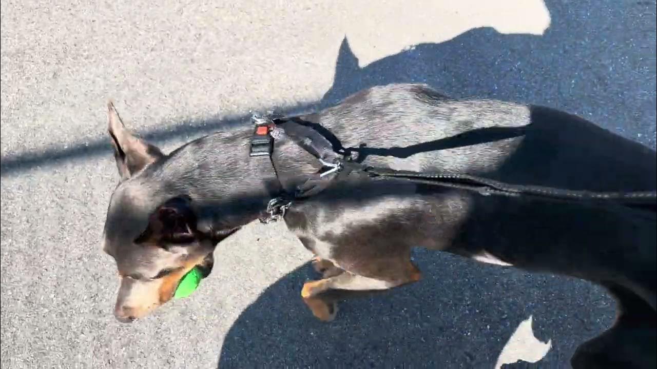 How to use a prong collar part 1 YouTube