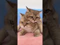 Father Cat's Love So Funny Moment #shorts #kittens #cats #animals #viral #trending