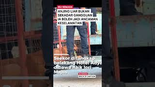 Operasi Tangkap Anjing Liar Keselamatan Awam Tanggungjawab Bersama #ytshorts #viralvideo