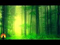 🔴 Relaxing Music 24/7, Healing Music, Meditation Music, Calm Music, Sleep Music, Zen, Study, Yoga