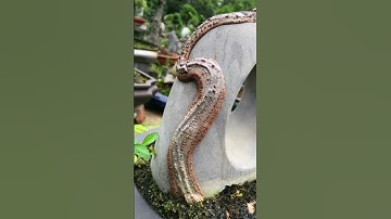 Mũi mài rãnh đá ký cây cảnh bonsai