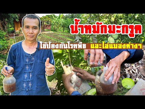 เทคนิคการใช้น้ำหมักมะกรูดสำหรับการห่อมะม่วงให้ปลอดโรคและแมลง