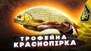 Риба Сонця  Рибалка на трофейну краснопірку