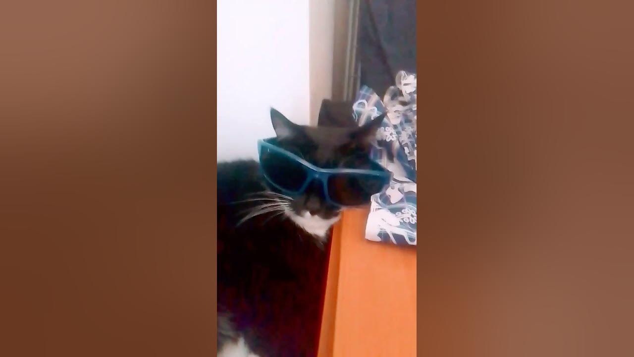 Крутой котик 😎😎 - YouTube
