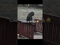 #shorts #fyp #funny #funnyshorts #youtube #funnyvideo #ytshorts #youtubeshort #youtubeshorts