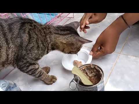 Video: Kucing Wobbly Menemukan Kaki Yang Padu Dengan Pemilik Penyayang