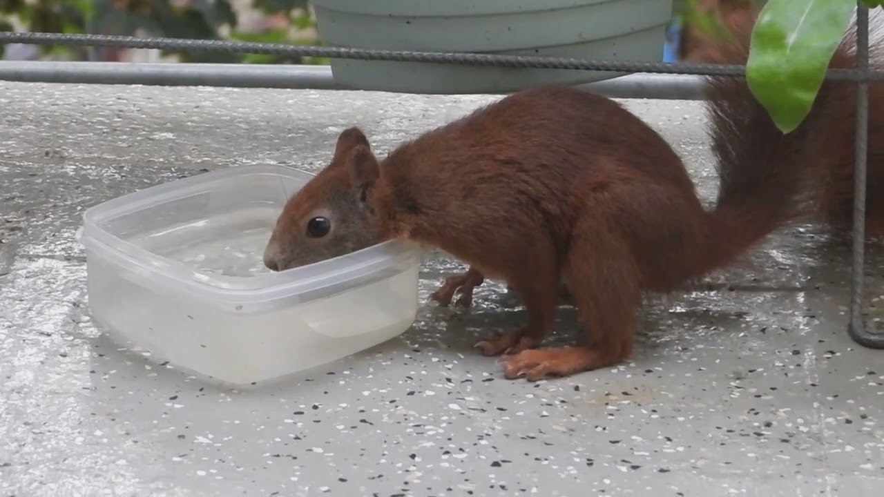 Tagträume     Nüsse, Trinken ,Naschen