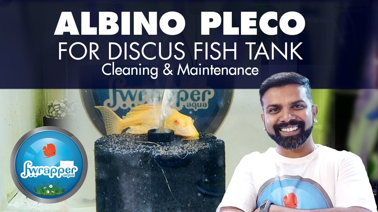 albino tank cleaner