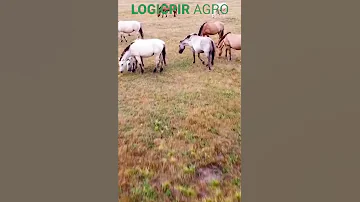 Зачем брить гриву лошадей?