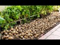Growing Potatoes At Home Is A Lot Of Tubers And Easy For Beginners