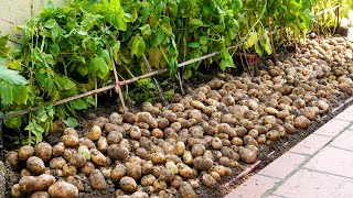 إن زراعة البطاطس في المنزل تحتوي على الكثير من الدرنات وهي سهلة للمبتدئين