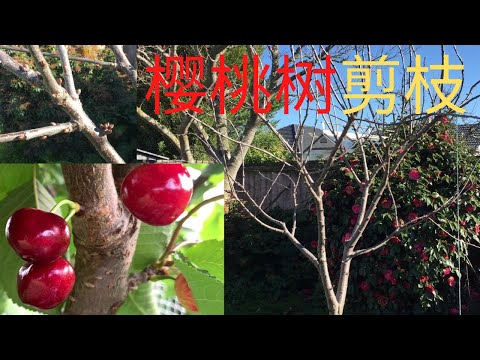 How to prune sweet cherry tree