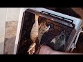 Копчение окуня.