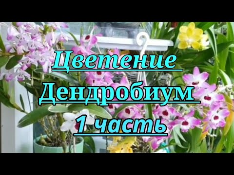 Vídeo: Identificación Y Determinación Simultánea De Flavonoides En Dendrobium Officinale