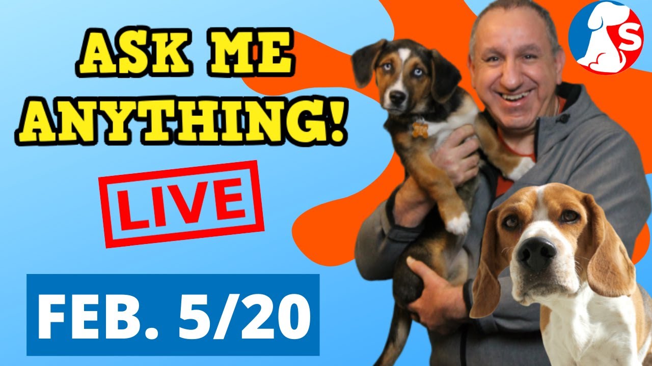 Dog Trainer Answers Your Dog Related Questions. YouTube