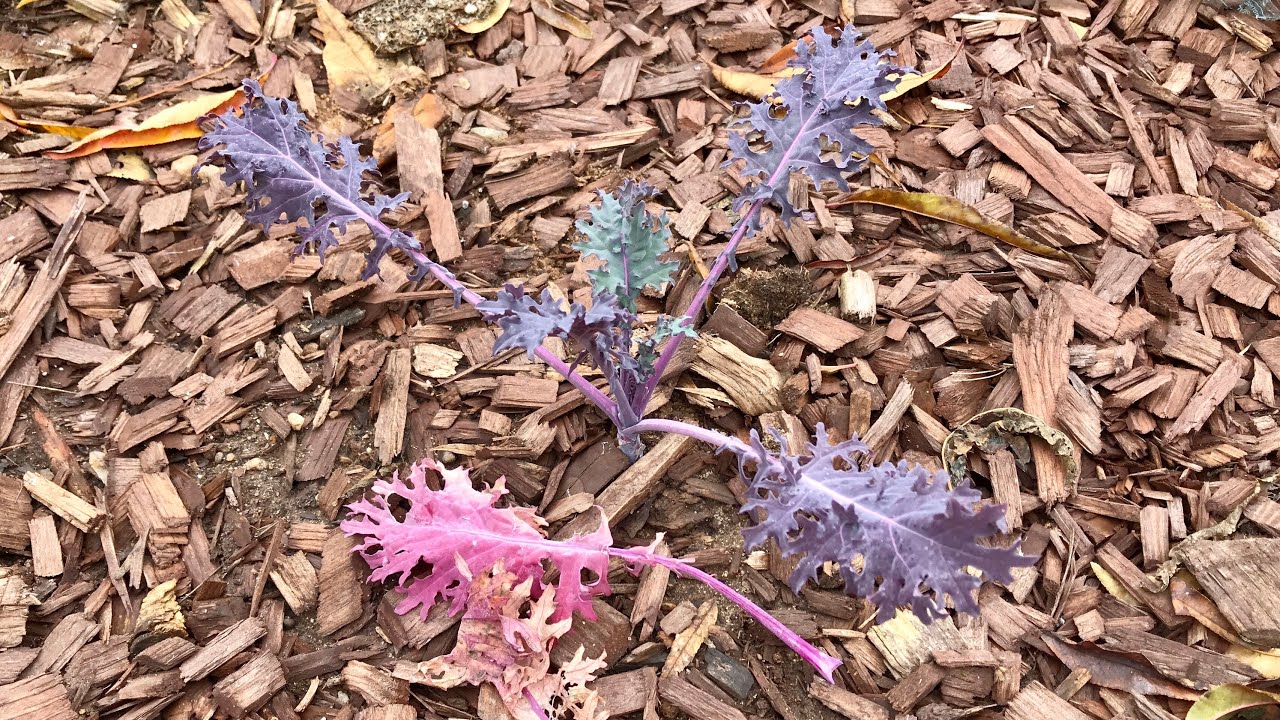 Sacrificing Plants for the Snails & Slugs - YouTube