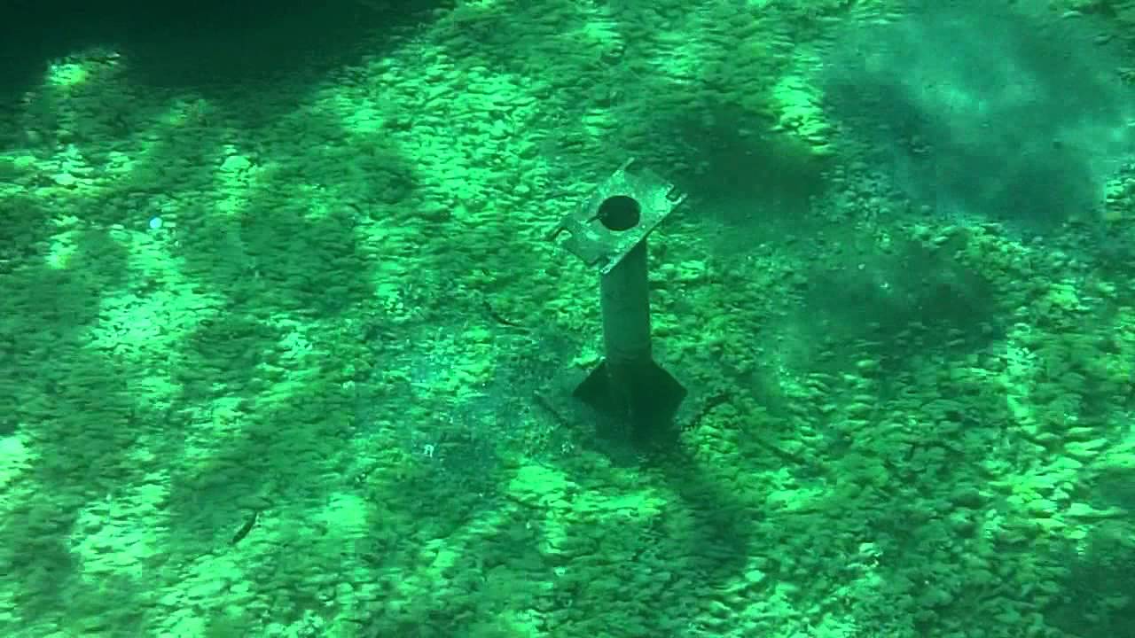 Snorkeling Kittiwake