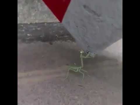 يوضع سره في اضعف خلقه