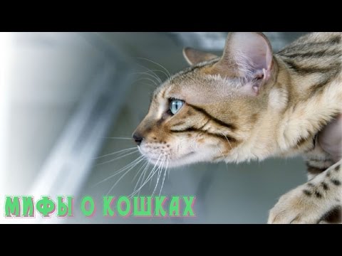 8 САМЫХ ГЛУПЫХ МИФОВ О КОШКАХ, в которые верят практически все