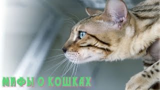 8 САМЫХ ГЛУПЫХ МИФОВ О КОШКАХ, в которые верят практически все(ПОДПИШИСЬ НА НОВЫЕ ВЫПУСКИ ▻ https://goo.gl/DTKQT4 Если понравился выпуск поставь лайк под видео. Наши плейлисты..., 2015-10-12T14:33:47.000Z)