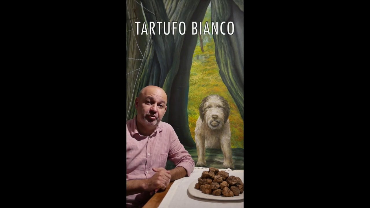 La Stagione 2019 20 Del Tartufo Bianco The 2019 20 Season Of The