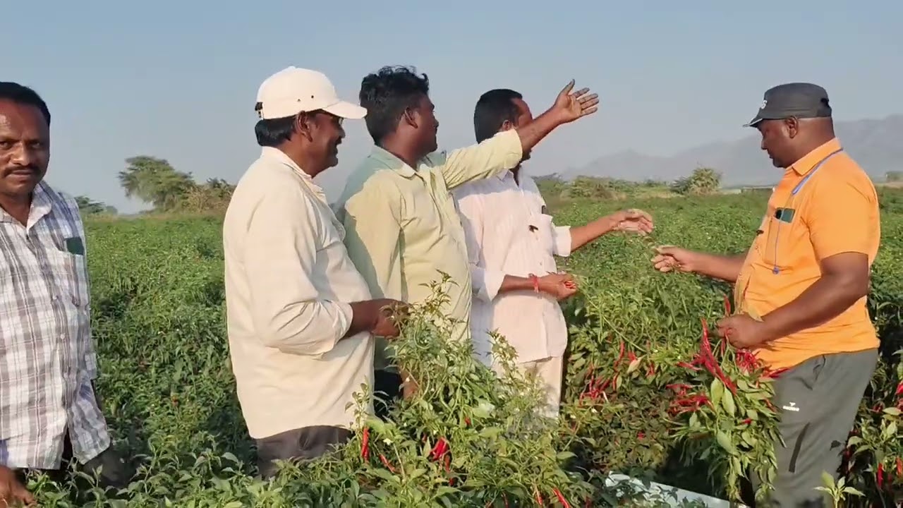 ఒక ఎకరం 45 క్వింటాలు వస్తాయ్ అంటుండు రైతు