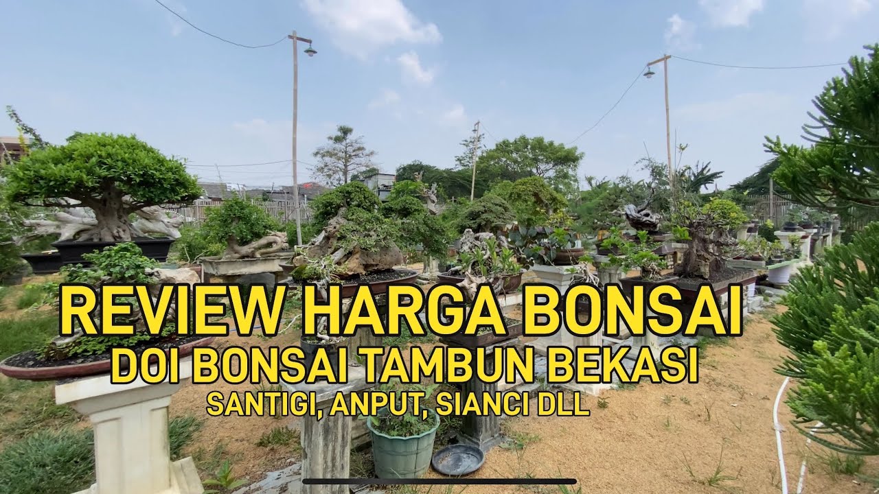 VIDEO #100 || REVIEW HARGA SANTIGI DI DOI BONSAI TAMBUN BEKASI