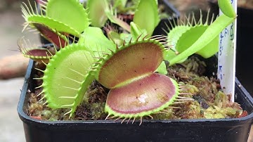 [ CÂY BẮT MỒI ] Cho Cây Bẫy Kẹp B52 Ăn - Vườn Cây Của Mit’ Tơ. TÈO