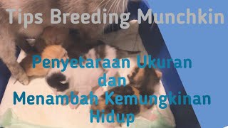 Tips Breeding Munchkin #1 | Meratakan Ukuran dan Menambah Kemungkinan Hidup Anak Kucing Munchkin