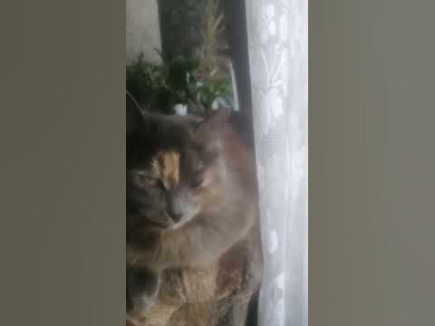 милая кошка - YouTube