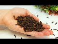 Got rid of 10 ailments! after I started taking cloves! The benefits of cloves