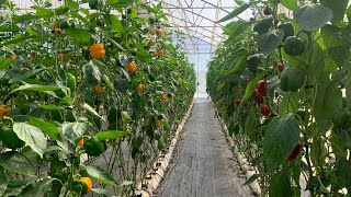 Inside the Biggest Greenhouse Farm in Ghana | Part 2 #charlesfarmingproject #greenhouse